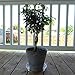 YOUniversal Products Plant Saucers (Pack of 5) - 8” Clear Durable Plant Saucer for Indoor & All-Weather Outdoor Use - Catch Dirt & Water from Plant Pots to Stop Messes & Stains in Your Home & Garden