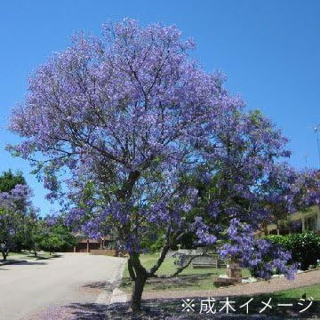 Amazon Co Jp 世界三大花木 ジャカランダ ハカランダ ミモシフォリア 実生 2年生 ホーム キッチン