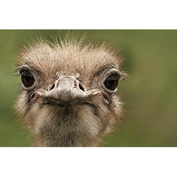 Ostrich Portrait Close Up Photo Art Print Cool Huge Large Giant Poster Art 54x36