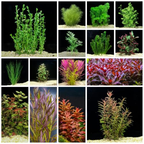 Shore Aquatic Live Aquarium Plants Bundle
