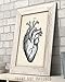 Anatomical Heart - 11x14 Unframed Anatomy Wall Art Print - Vintage Anatomy Poster For Doctors, Nurses, Medical Students and Healthcare Professionals - Great Heart Poster