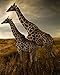 Giraffes 504 Piece Jigsaw Puzzle 16