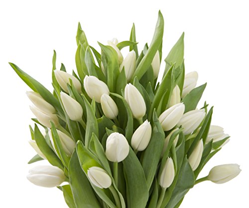 Farm2Door: 30 White Tulips Fresh from Holland - Farm Direct Wholesale Fresh Flowers - Thumbnail 2