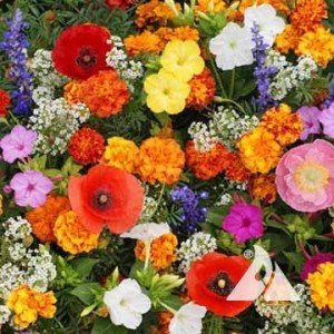 Outsidepride deer proof wild flower seed mix - 1 lb