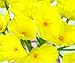 FatColo Artificial Poppy Flowers, Fresh Fake Poppy Flowers Bouquets for Wedding Holiday Bridal Home Party Decor Bridesmaid(Yellow, Piece of 10)