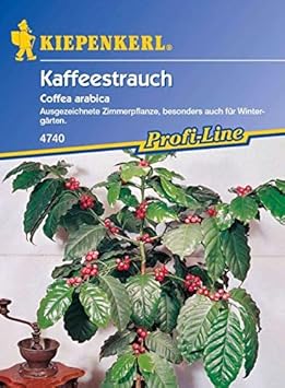 Portal Cool Kiepenkerl - Kaffee Strauch Coffea Arabica 4740 Kaffeesamen Coffee Tree