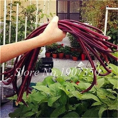 Kalash New s 100 Pcs orgánicos semillas vegetales frijoles para ...