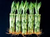 50 Stalks (5 Bundles) of 8 Inches Straight Lucky Bamboo Plants From Jm Bamboo