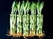 50 Stalks (5 Bundles) of 8 Inches Straight Lucky Bamboo Plants From Jm Bamboo