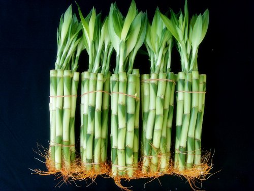 50 Stalks (5 Bundles) of 8 Inches Straight Lucky Bamboo Plants From Jm Bamboo 50 Stalks (5 Bundles) of 8 Inches Straight Lucky Bamboo Plants From Jm Bamboo
