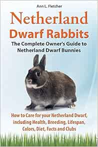 how to take care of a netherland dwarf rabbit