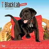 Black Labrador Retriever Puppies 2017 Wall Calendar