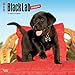 Black Labrador Retriever Puppies 2017 Wall Calendar