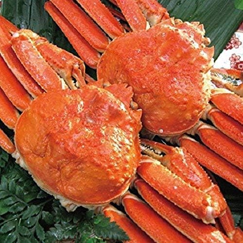 Amazon どさんこグルメマーケット ズワイガニ 姿 1 4kg 約700g 2尾 ギフト ボイル 冷凍 解凍のみでok カニ味噌 良品 選別 厳選 堅蟹 ずわいがに どさんこグルメマーケット カニ 通販