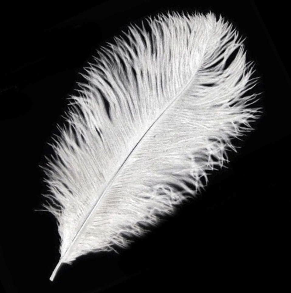 Gregory Crafts & Gifts White Ostrich Feathers 2pk (6-7 inch) Crafts Sewing