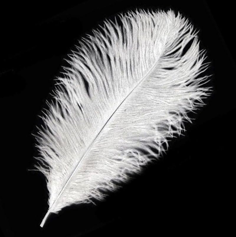 Gregory Crafts & Gifts White Ostrich Feathers 2pk (6-7 inch) Crafts Sewing