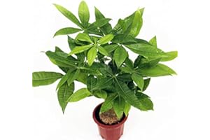 10pcs Bonsai Pachira Aquatica Macrocarpa Seeds Money Tree Seed Beautiful Health Plants For Home