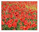 Red Flanders Poppies - 50,000 Flanders Poppy Seeds