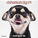 Chihuahua Rules Mini 2019 Wall Calendar (Dog Breed Calendar) by 