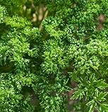 David's Garden Seeds Herb Parsley Paravert D3877A (Green) 500 Open Pollinated Seeds