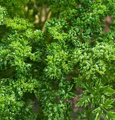 David's Garden Seeds Herb Parsley Paravert D3877A (Green) 500 Open Pollinated Seeds David's Garden Seeds Herb Parsley Paravert D3877A (Green) 500 Open Pollinated Seeds