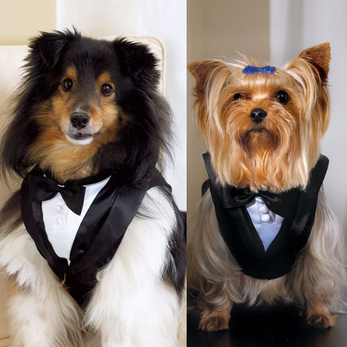Dog Tuxedo - Small