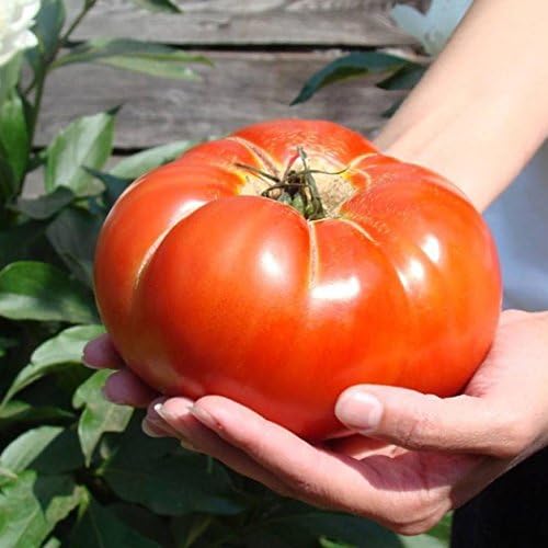FastDirect Semillas de Tomates Gigantes Rojos 10 PCS Semillas de ...