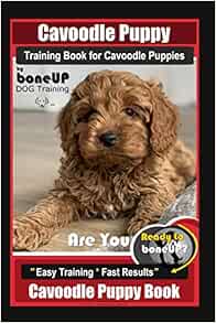 buy cavoodle puppy