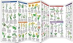Alberta Trees & Wildflowers: A Folding Pocket Guide