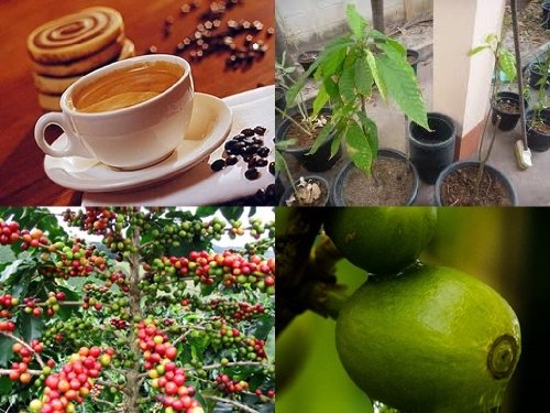 Coffea Robusta, exotische Kaffee Pflanze! Ertragsreichsten Sorten der Welt!