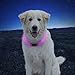 Nite Ize NiteHowl LED Safety Necklace - Light Up Dog Necklace with LED Lights - Dog Accessories for Walking & Running at Night - Replaceable Batteries - Pink