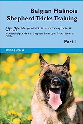 malinois agility training