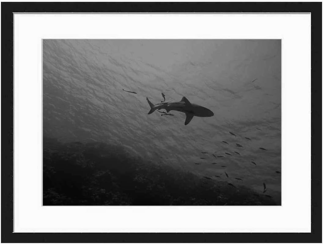 Wood Framed Canvas Artwork Home Decore Wall Art (Black White 20x14 inch) - Shark Great Barrier Reef Underwater Reef Sea Fish