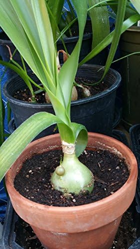 4 Inch Pot Pregnant Onion - Bare Root