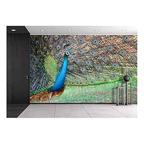 Portrait of Beautiful Peacock with Feathers Out