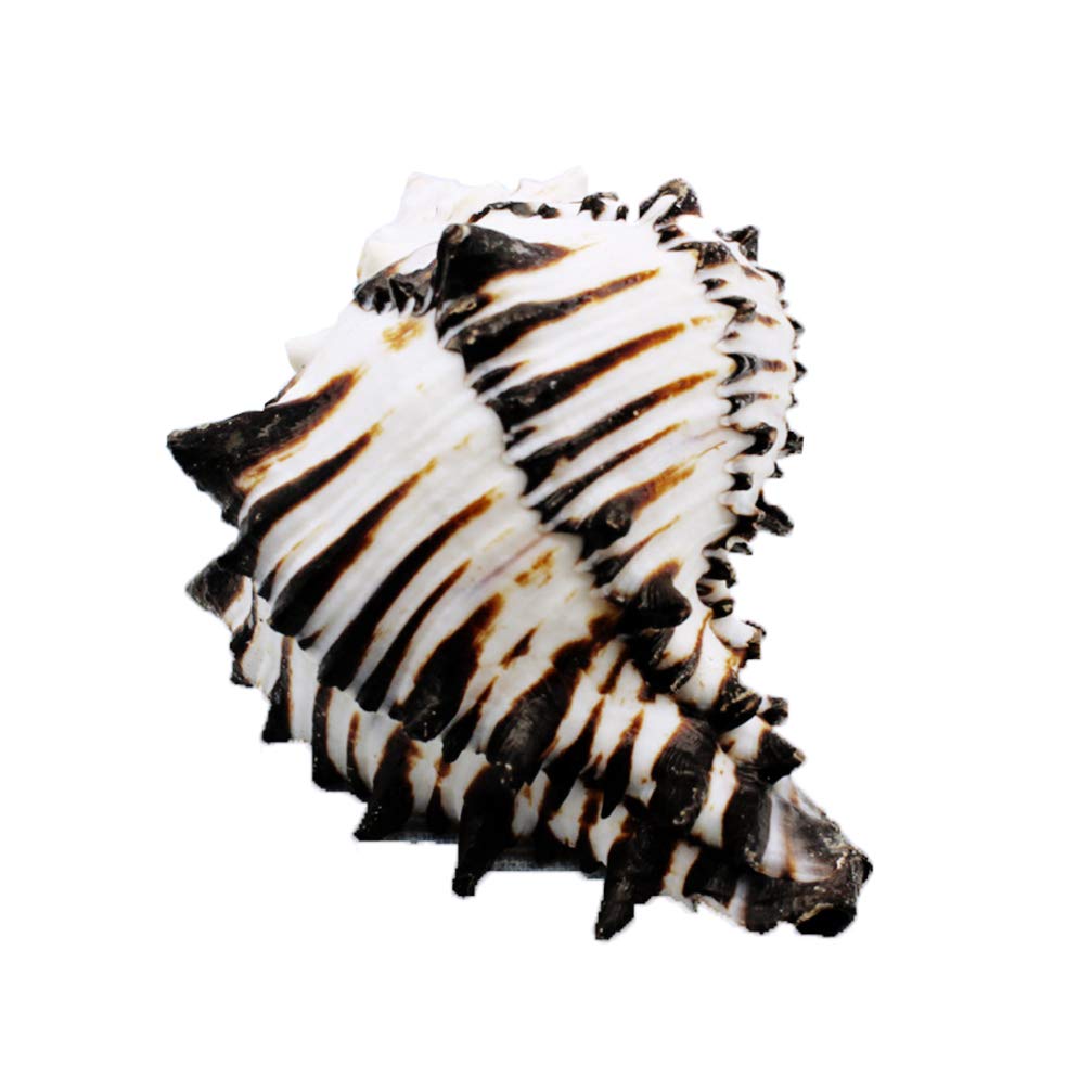 BESPORTBLE Natural Sea Shell Jumbo Seashells Aquarium Fish Tank Ornament DIY Craft Collector for Wedding Beach Theme Party Decor