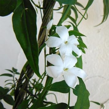 Amazon Co Jp 長尺つるもの ハゴロモジャスミン 羽衣ジャスミン 5号長さ1 5m 香りの花 壁面緑化に ホーム キッチン