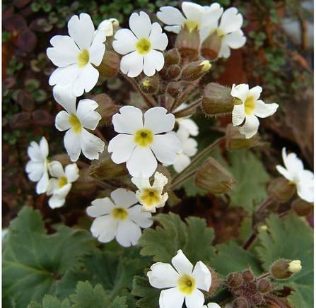 Amazon プリムラ シネンシス 10 5センチポット 24苗セット 1苗あたり229円 Diy 工具 ガーデン