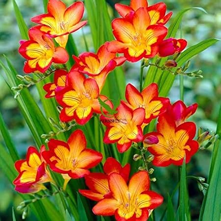 FERNSFLY IMP. Freesia|Freesias Excellent Quality Flower Bulbs for Attractive Aromatic Flowers Home indoor Outdoor Gardening Plants Flowering Bulbs (Pack Of 2, The Oberon Freesia)