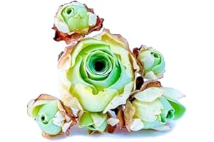 MICRO LANDSCAPE DESIGN One Greenovia Mix Cluster, Mountain Rose with Multiple Rosette Heads, Live Exotic SucculentPlant - Sold Individually (Small)