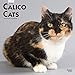 Calico Cats 2020 12 x 12 Inch Monthly Square Wall Calendar, Animals Domestic Cats Calico by 
