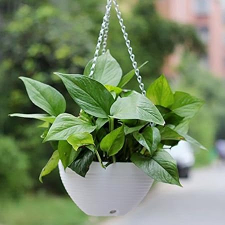 Antier Plastic Plant Hanging Pot Chain Basket, Multicolour