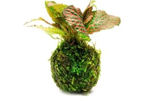 SubstrateSource Live Aquarium Plants on Driftwood, Lava Rock, Moss, Fiber Mat - Freshwater Fish Tanks - Easy, Beginner Friendly (Fittonia Albivenis On Clay Moss Ball)