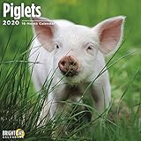 Piglets Wall Calendar 2020 by
