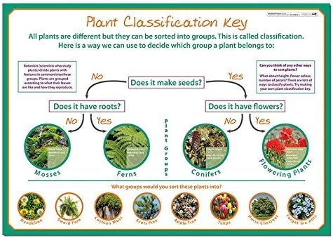 Wildgoose Education SC1111 Classifying Plants Poster