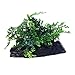 Bolbitis Difformis Baby Leaf Fern Live Aquatic Aquarium Plants on Driftwood for Freshwater Fish Tank by Greenpro