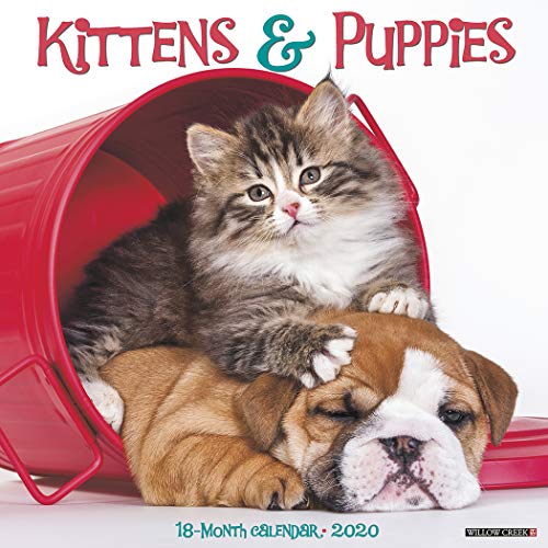 Kittens & Puppies 2020 Wall Calendar by Willow Creek Press