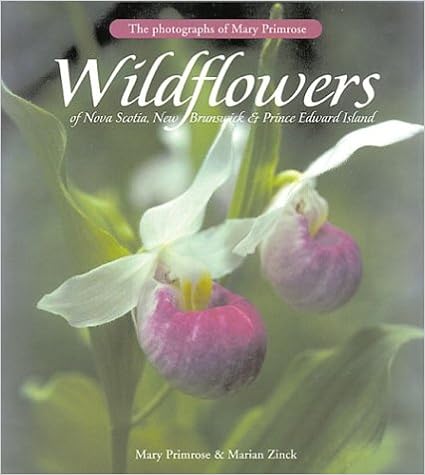 read avesta reader first