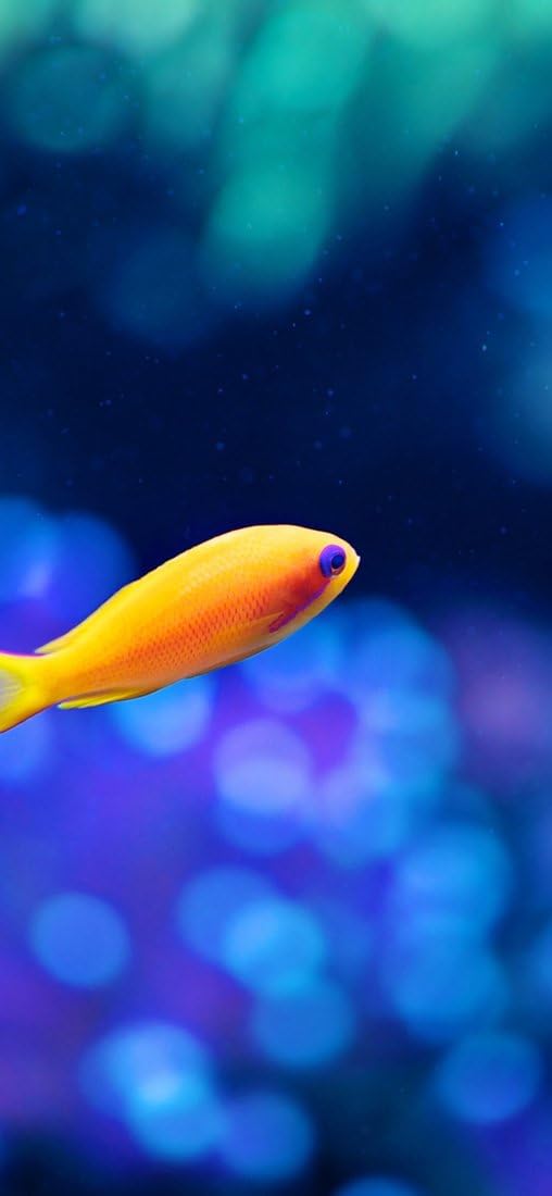 PeelitStickit Underwater, Undersea Wall Murals, ID-085, vinyl, Multi-colour