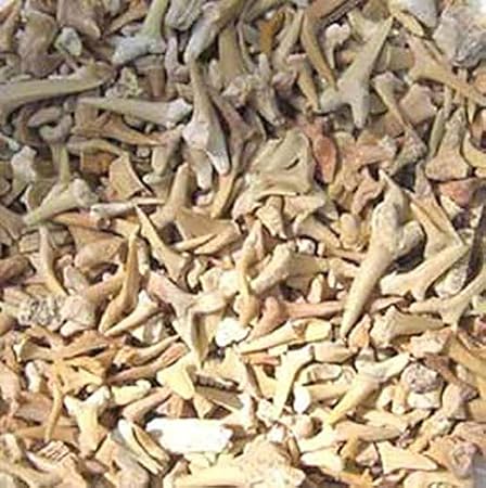 Edel-Depot Fossile Haizähne und Weitere fossile Teile, 200 g. (1 kg = 77,00 EUR)